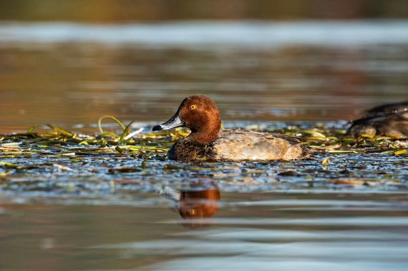 Des projets concrets de conservation de milieux naturels en Estrie
